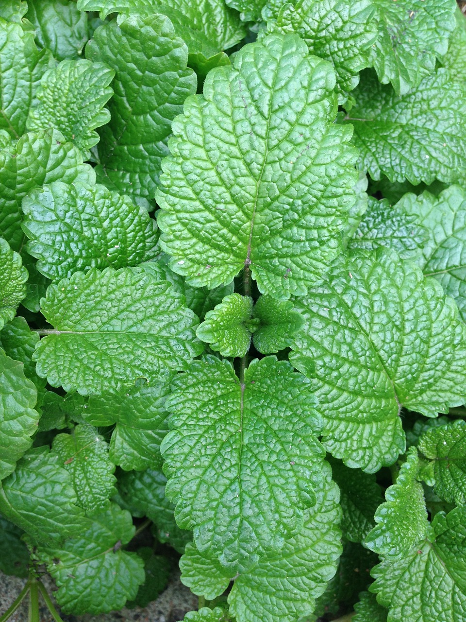 Matcha Studien Studien über Matcha Tee